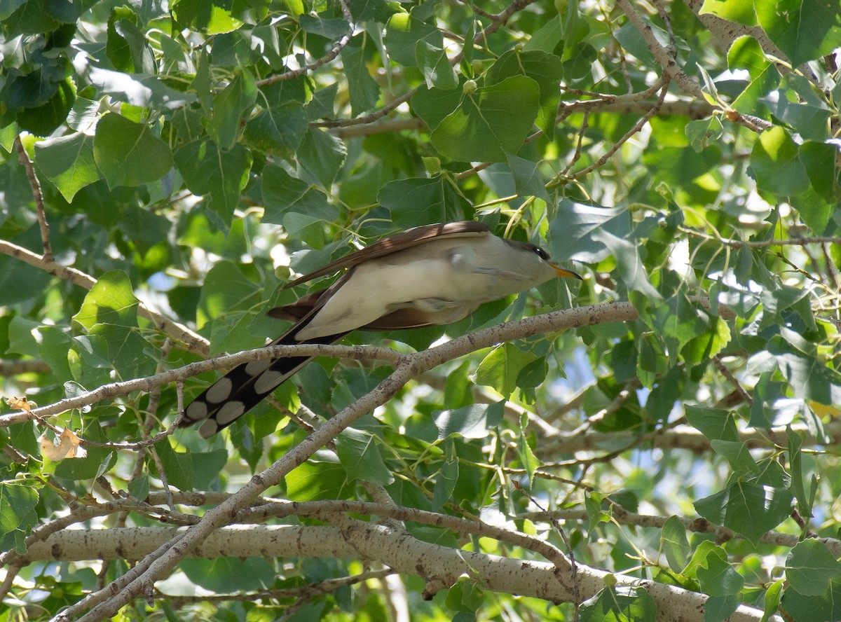 Cuclillo Piquigualdo - ML243912771