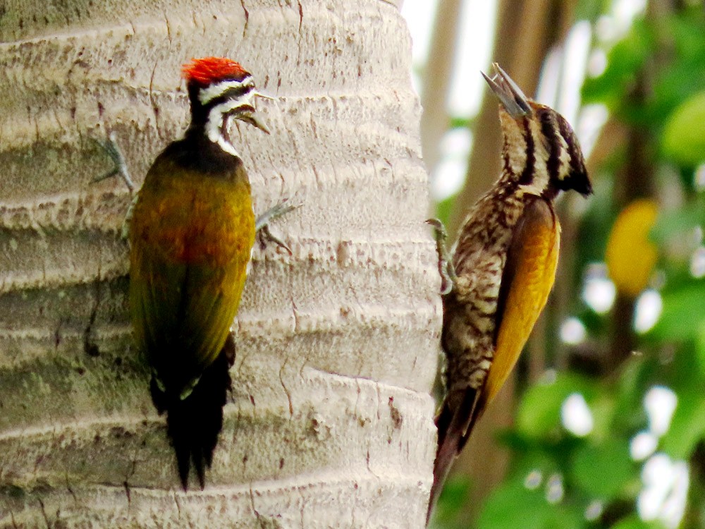 Common Flameback - ML243913811