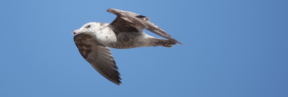 Gaviota Californiana - ML243914111