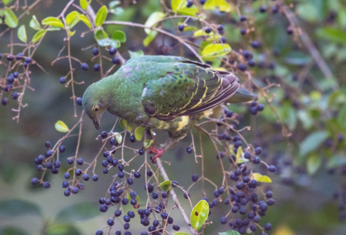 Superb Fruit-Dove - ML243916311