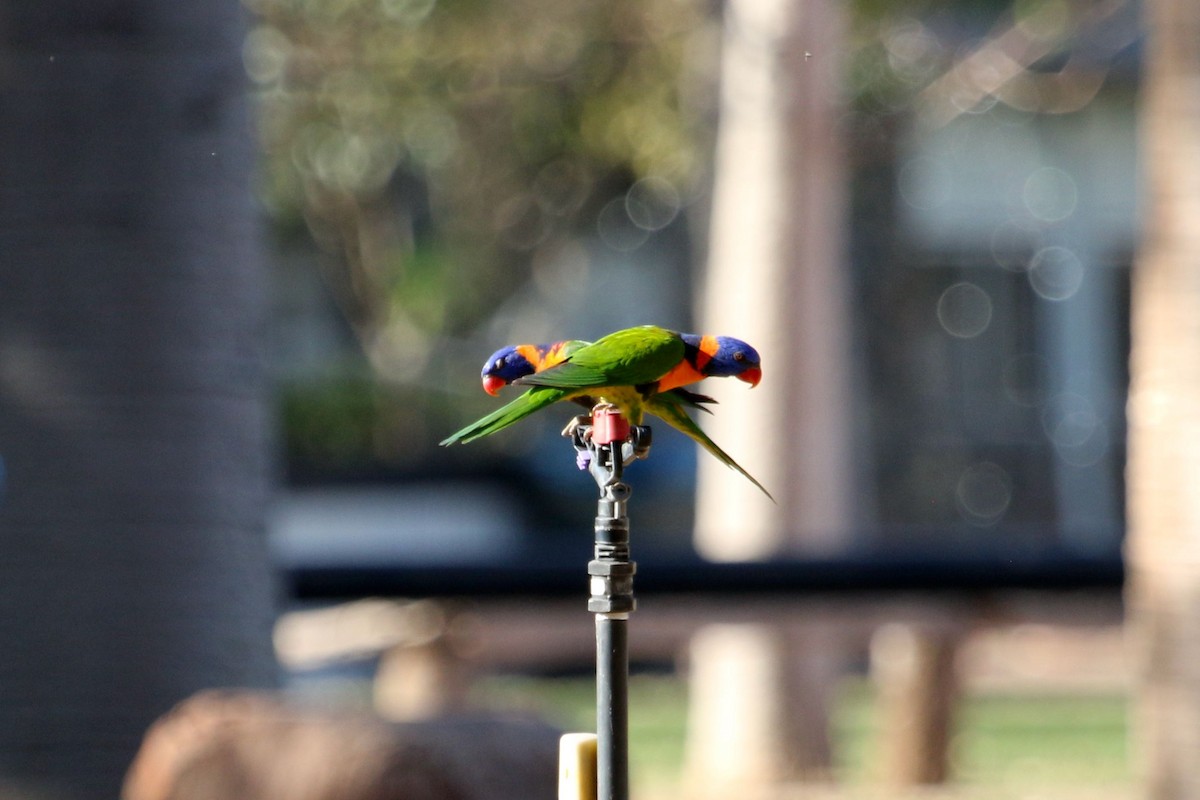 Red-collared Lorikeet - Markus Leiser