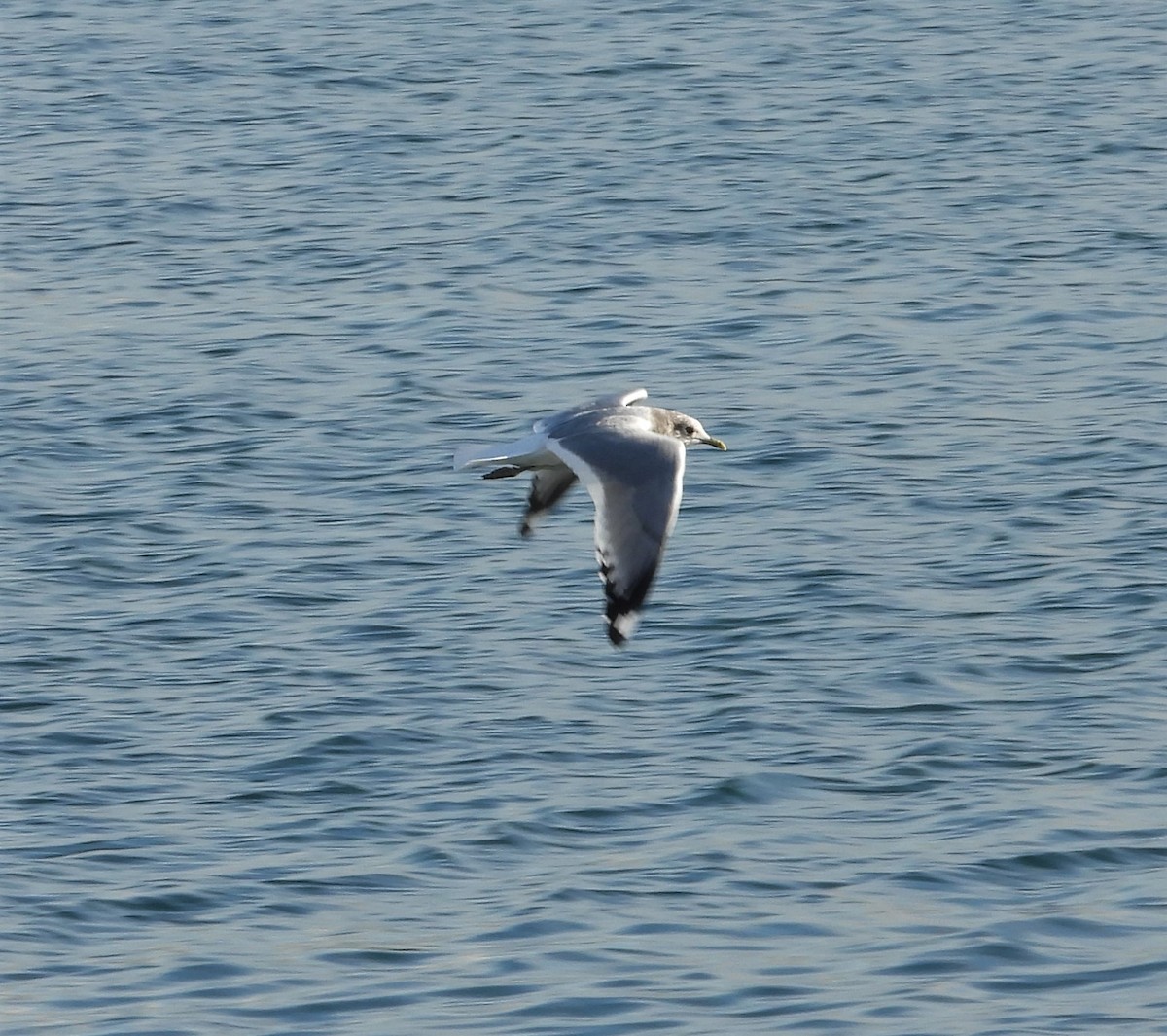 Short-billed Gull - ML243918011