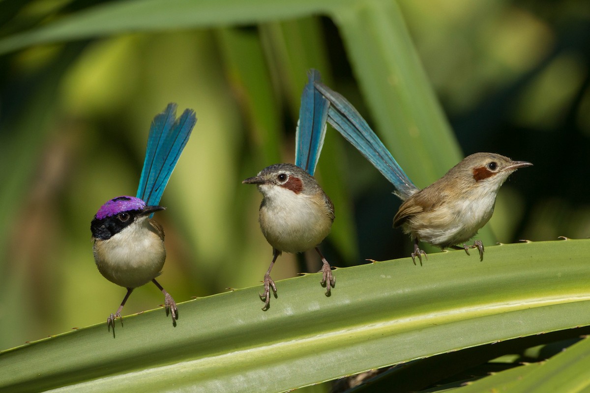 Purple-crowned Fairywren - ML243918181