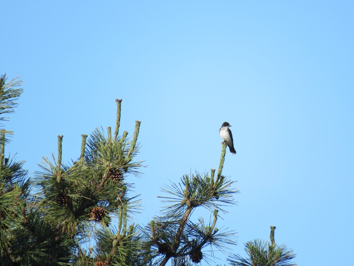 Eastern Kingbird - ML243918301