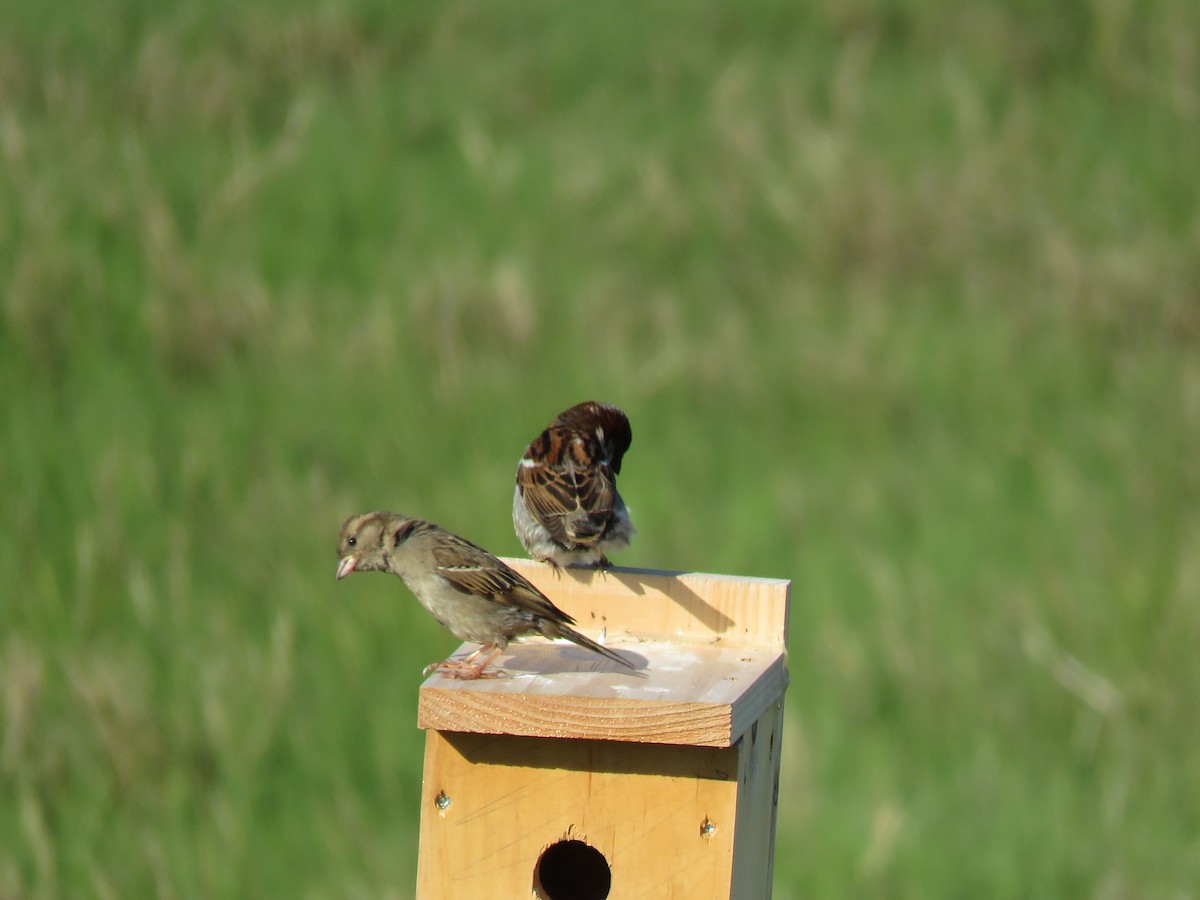 House Sparrow - ML243918381