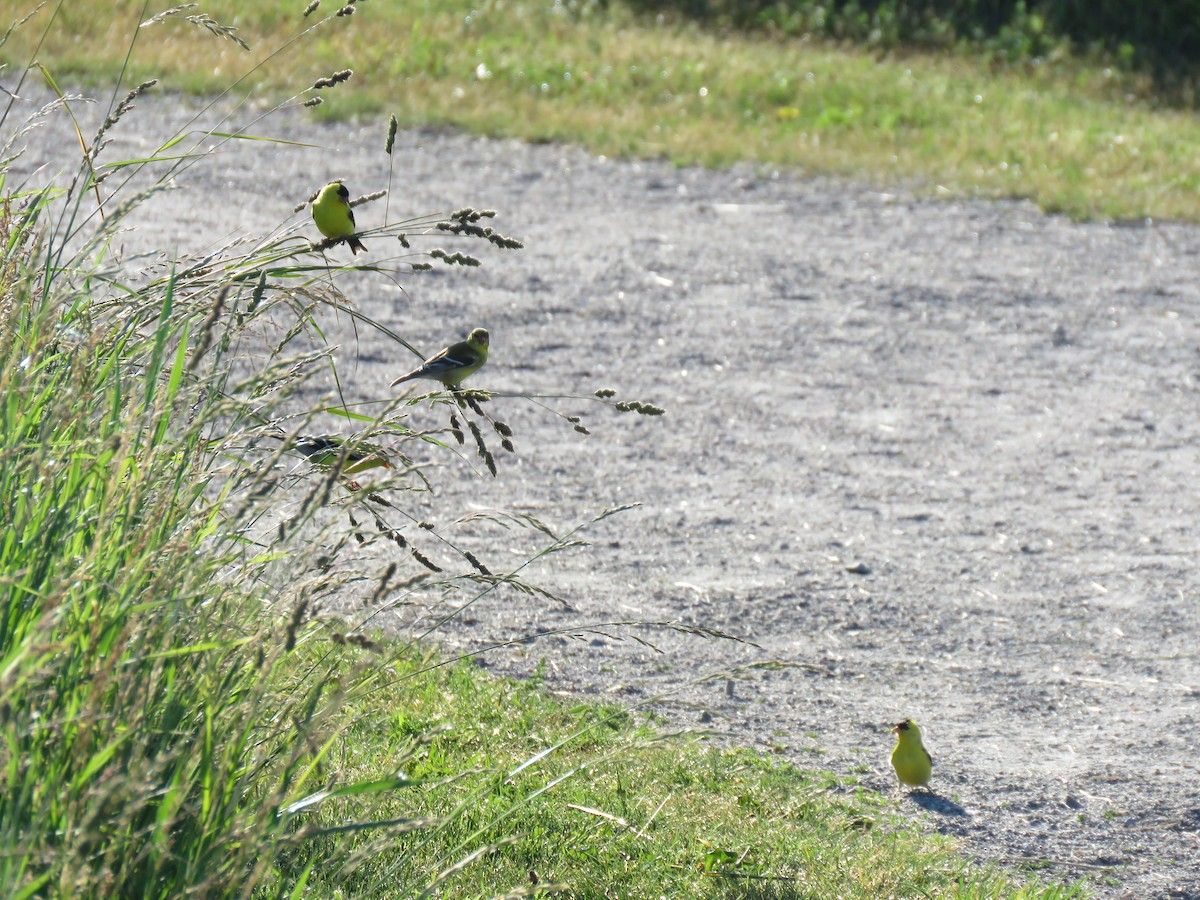 American Goldfinch - ML243918431