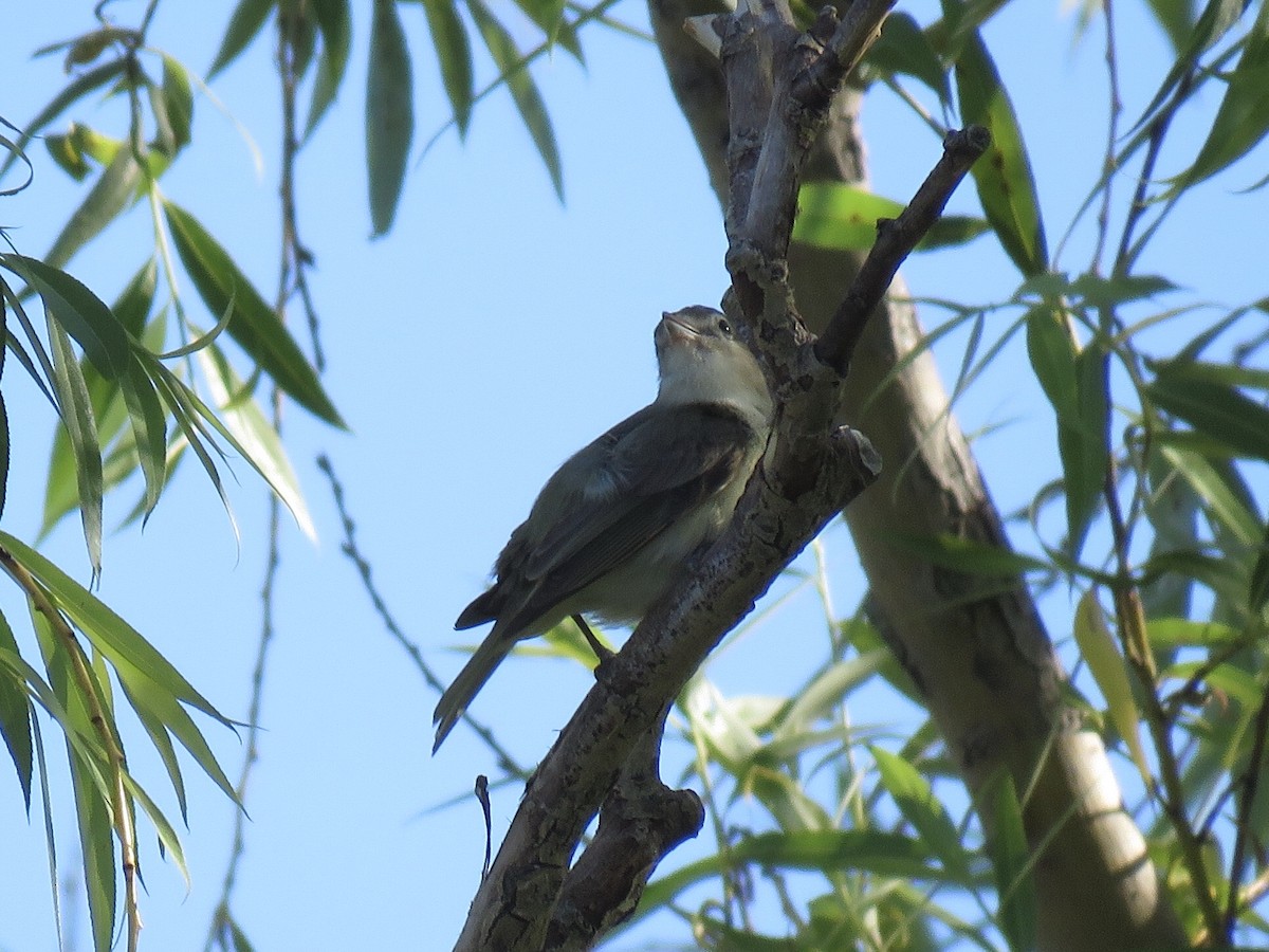 Warbling Vireo - ML243918611