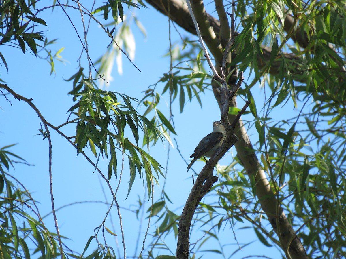 Warbling Vireo - ML243918631