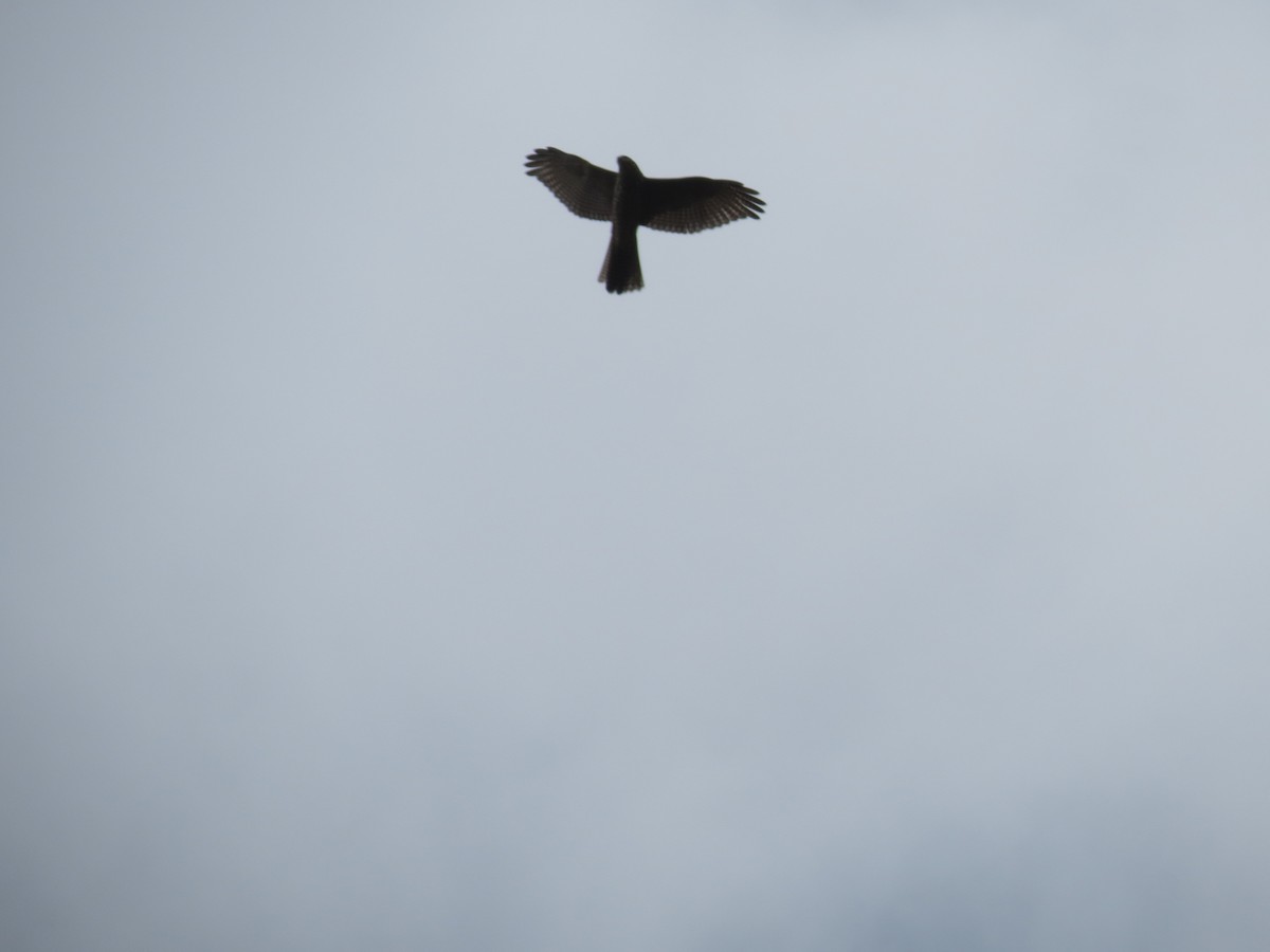 Collared Sparrowhawk - Thomas Brooks