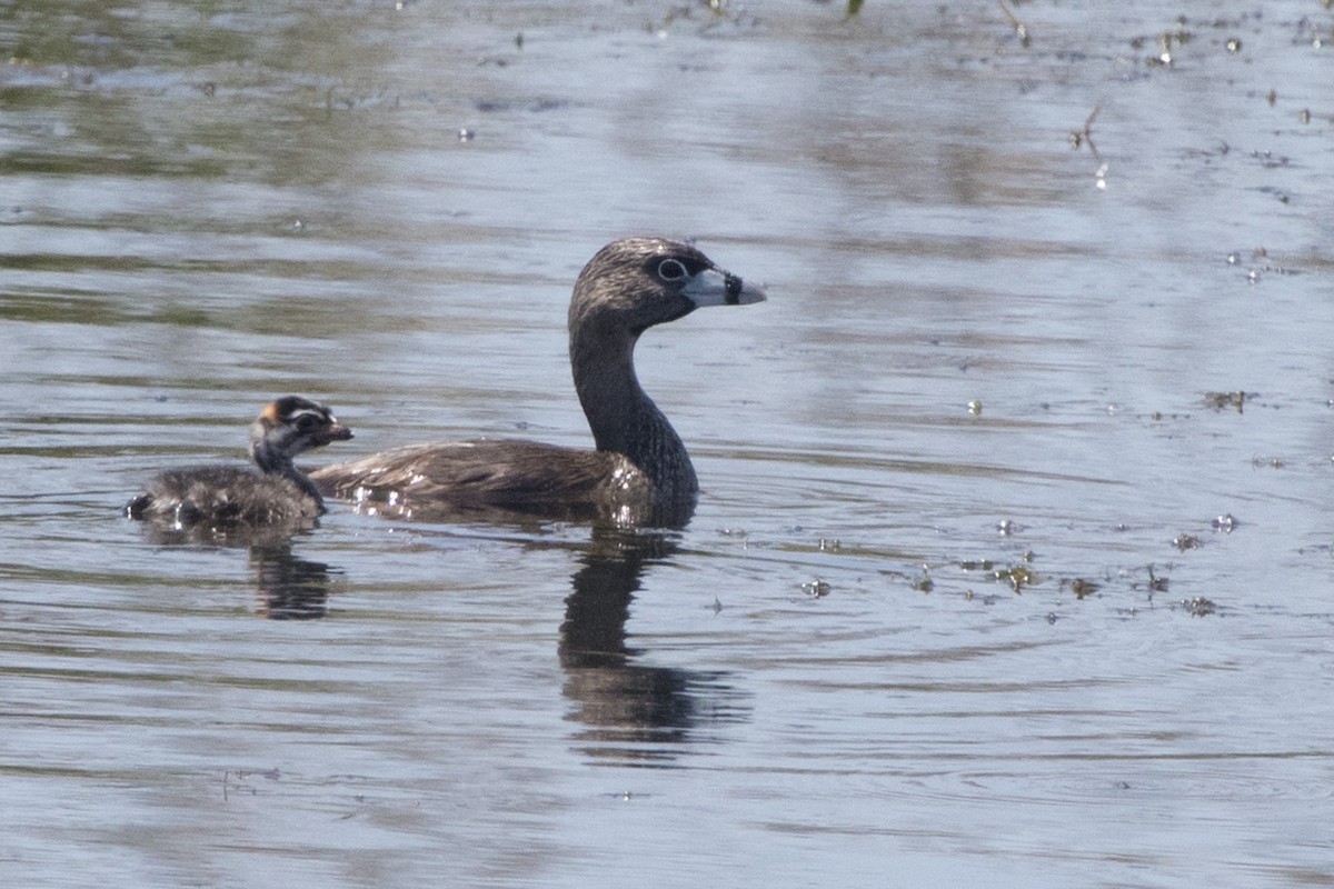 Pied-billed Grebe - Michael Bowen