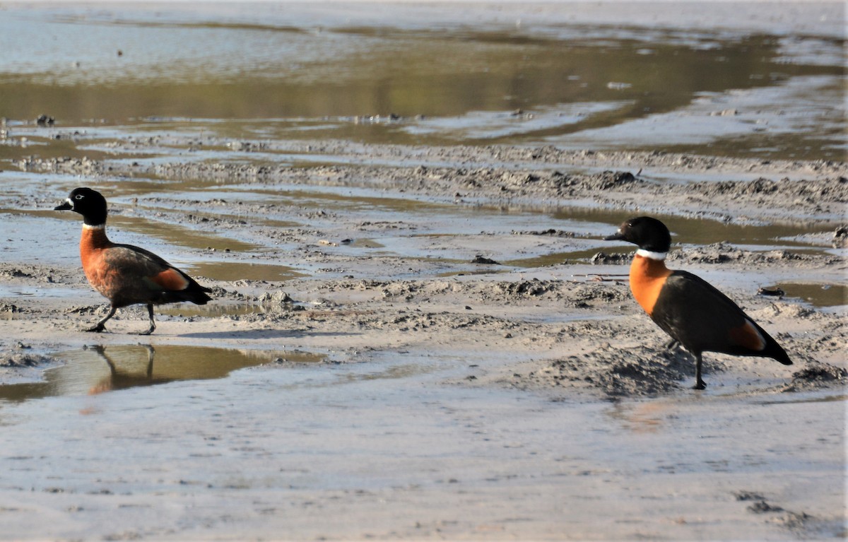 Australian Shelduck - ML243921861