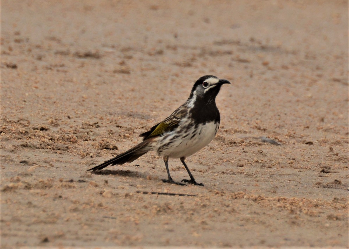 White-fronted Honeyeater - ML243921871