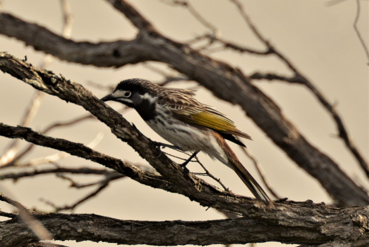 White-fronted Honeyeater - ML243921881