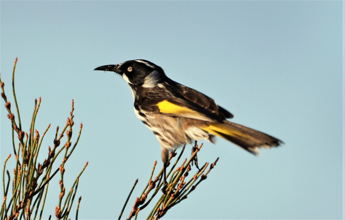 New Holland Honeyeater - ML243921991