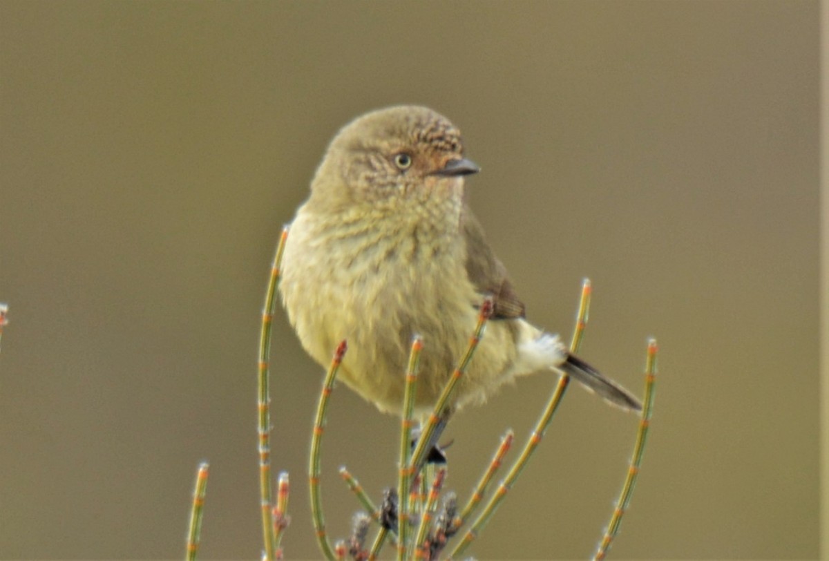 Slender-billed Thornbill - ML243922011