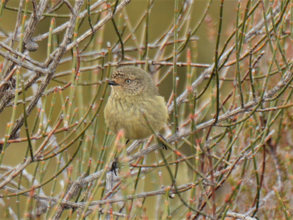 Slender-billed Thornbill - ML243922021
