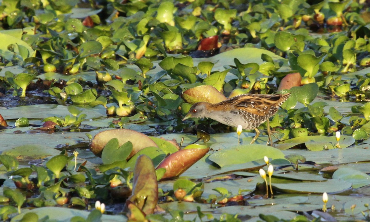 Baillon's Crake - ML243922321