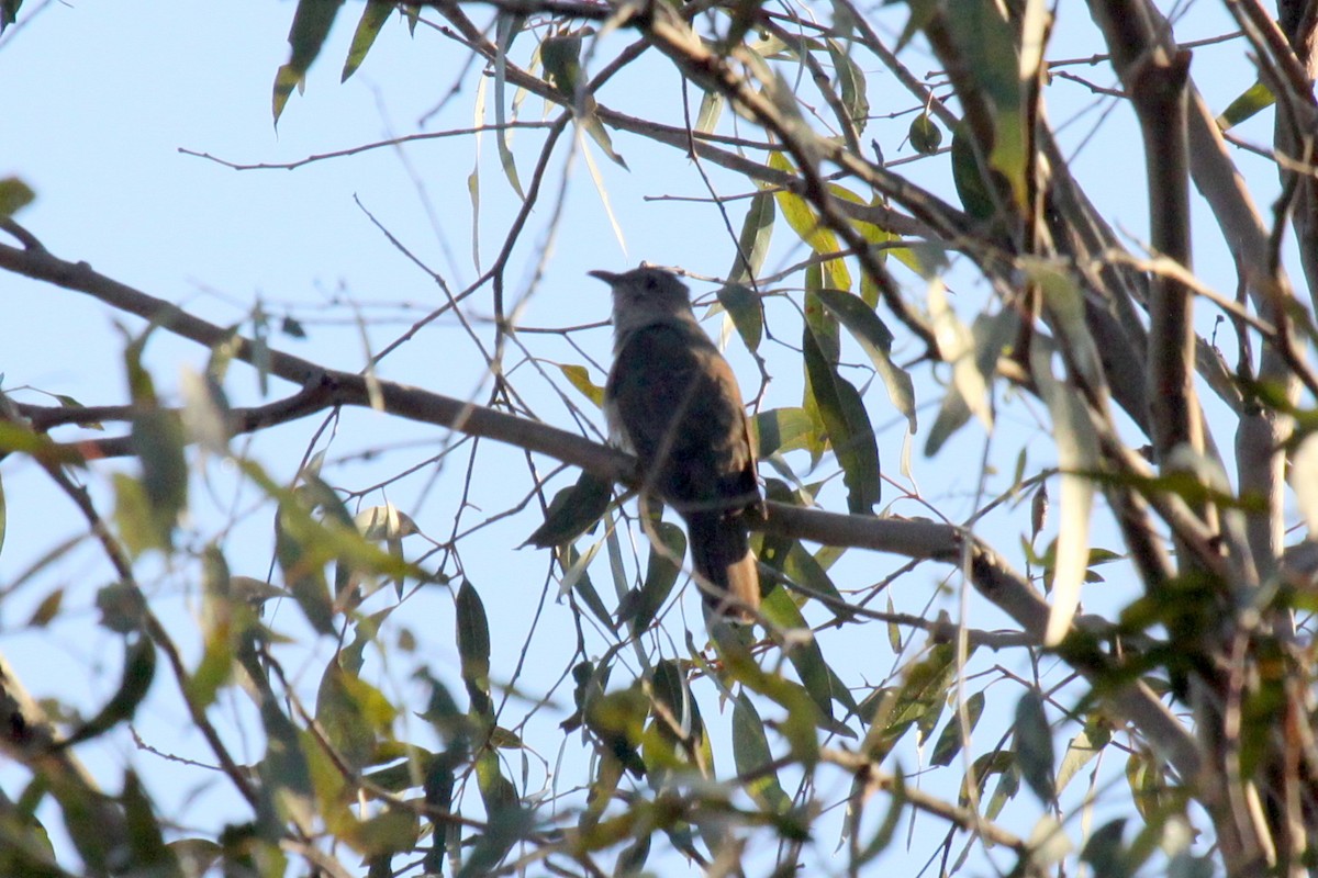 Brush Cuckoo - Richard Fuller