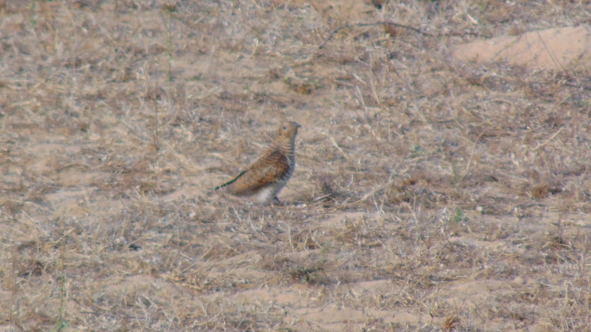 Plaintive Cuckoo - ML24392251