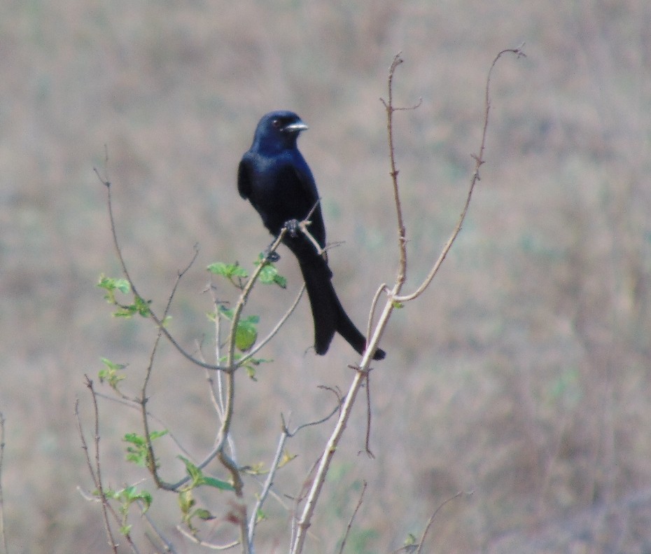 Black Drongo - ML24392261
