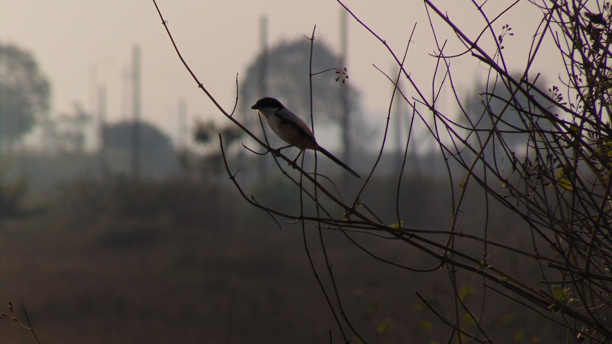 Long-tailed Shrike - ML24392271