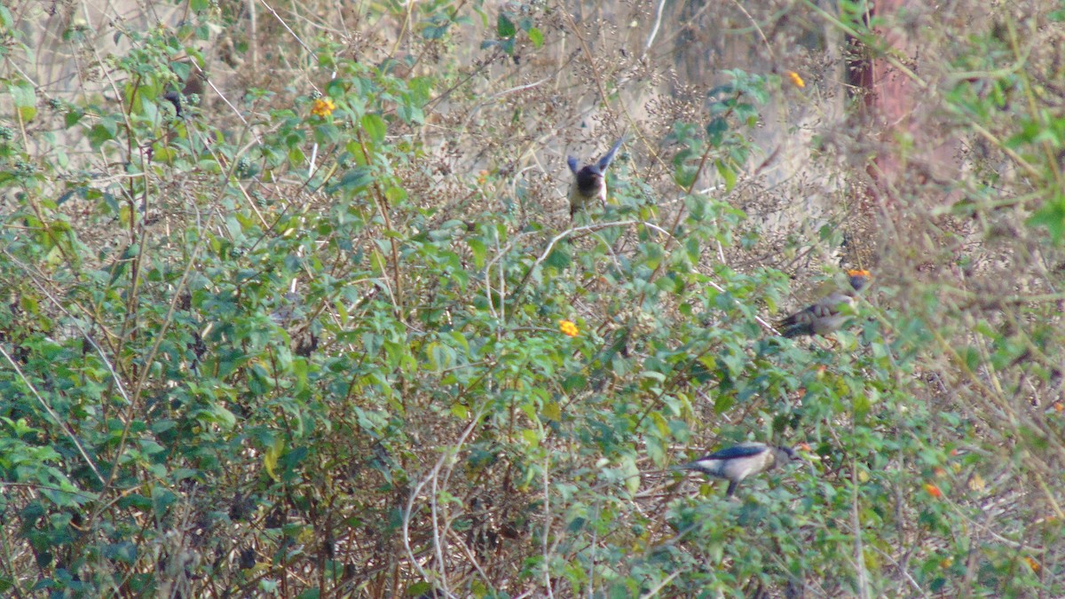 Rosy Starling - ML24392281