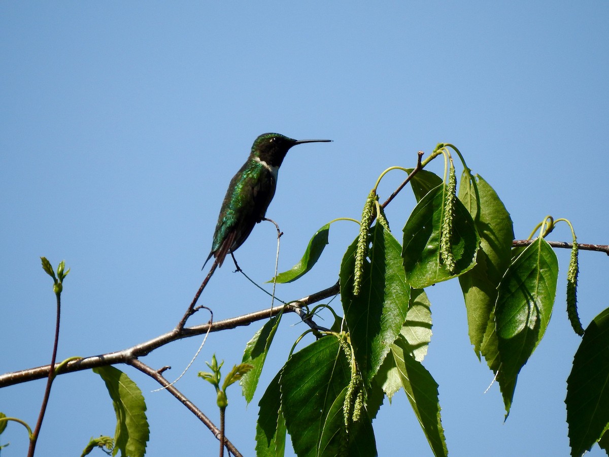 Ruby-throated Hummingbird - Mireille Tremblay