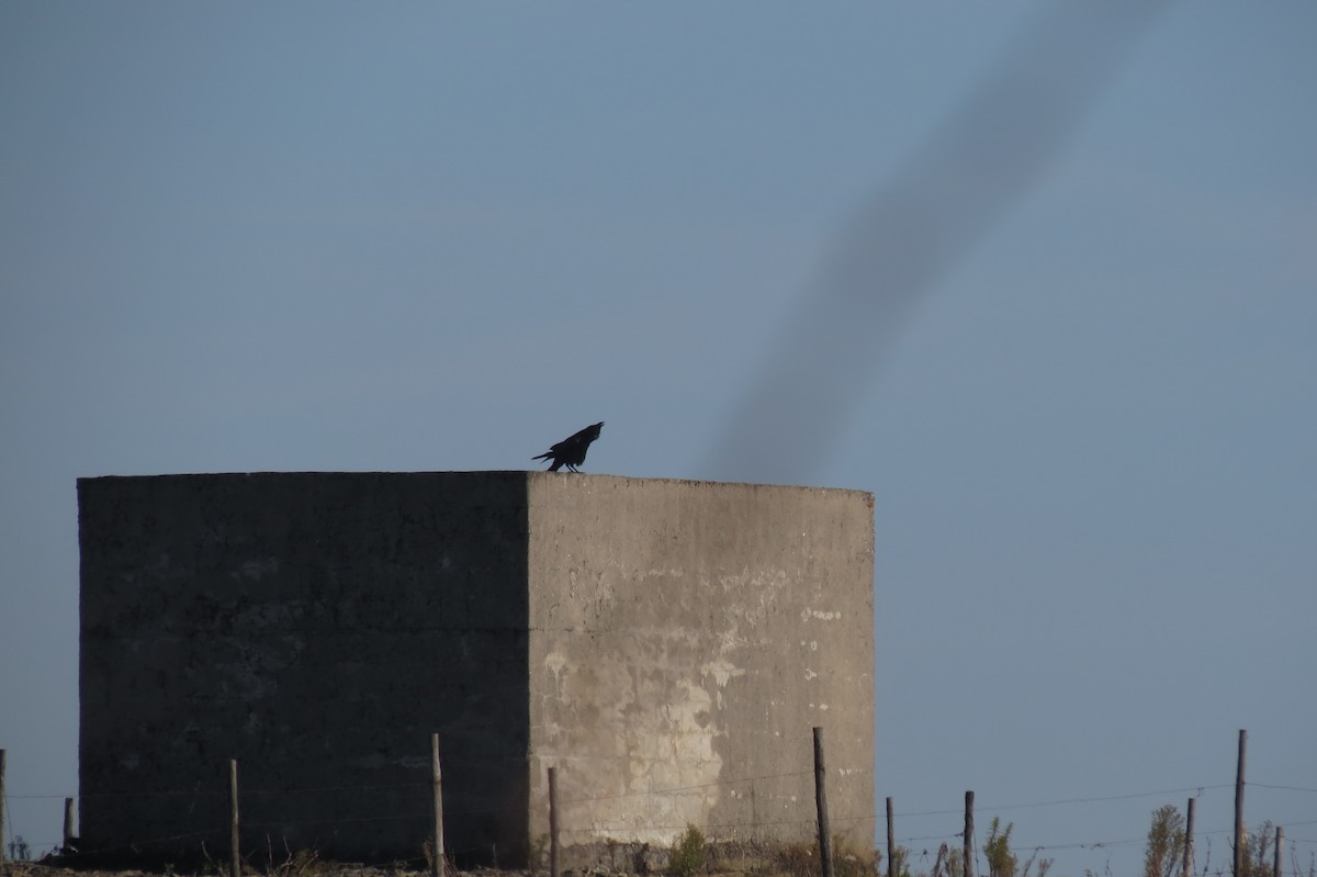 Хон хэрээ - ML24392361