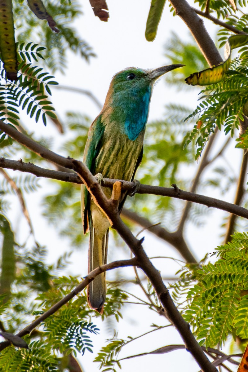 Blue-bearded Bee-eater - ML243924511