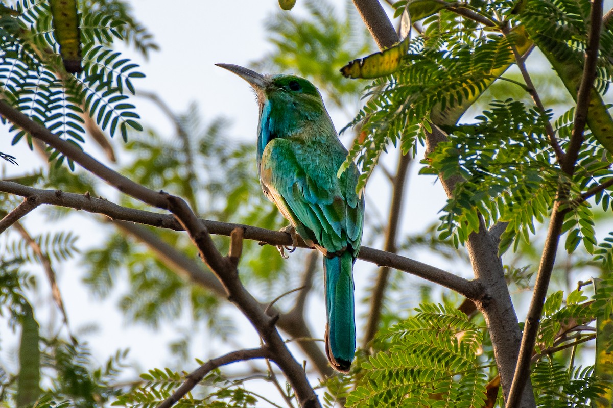 Blue-bearded Bee-eater - ML243924521