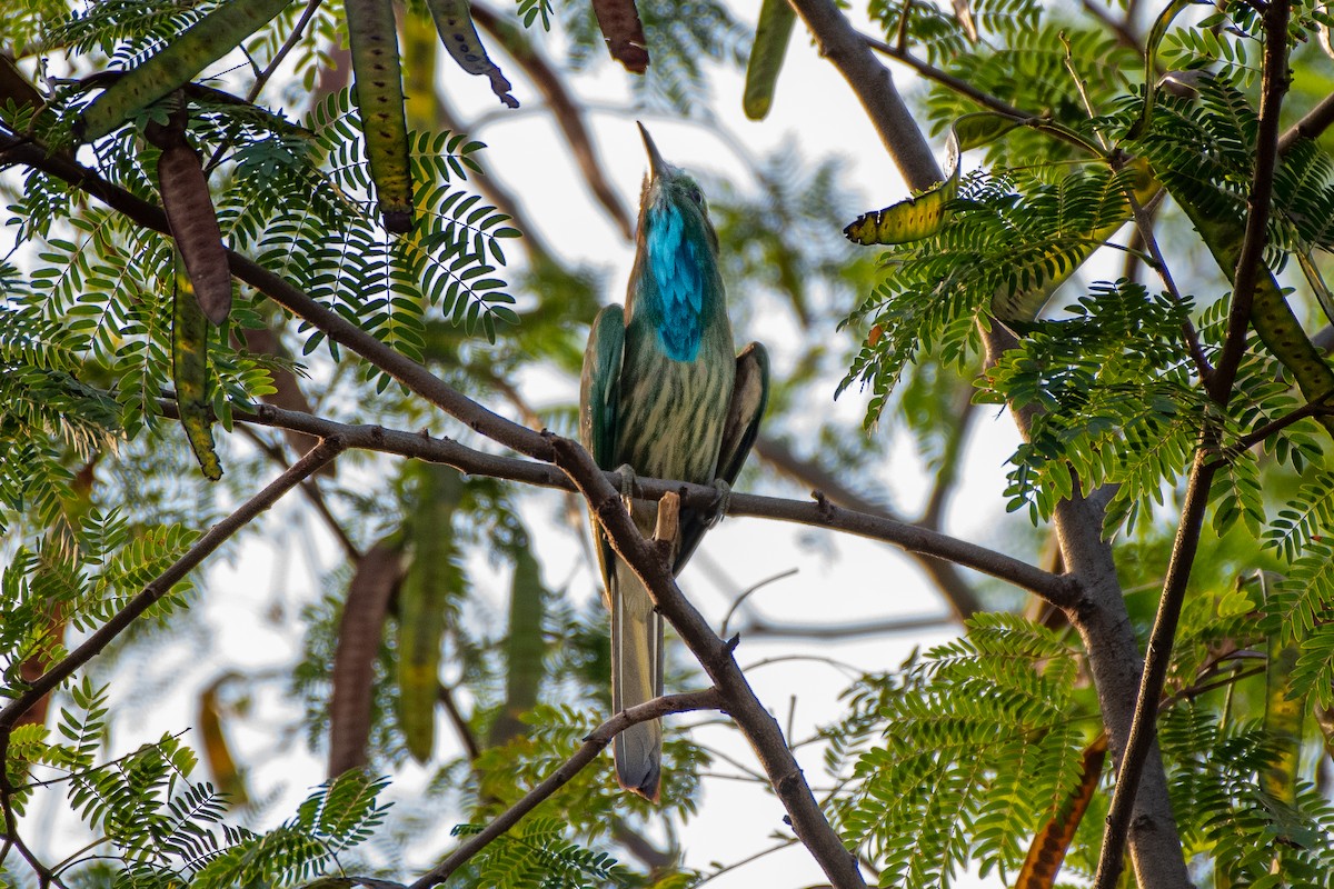 Blue-bearded Bee-eater - ML243924551