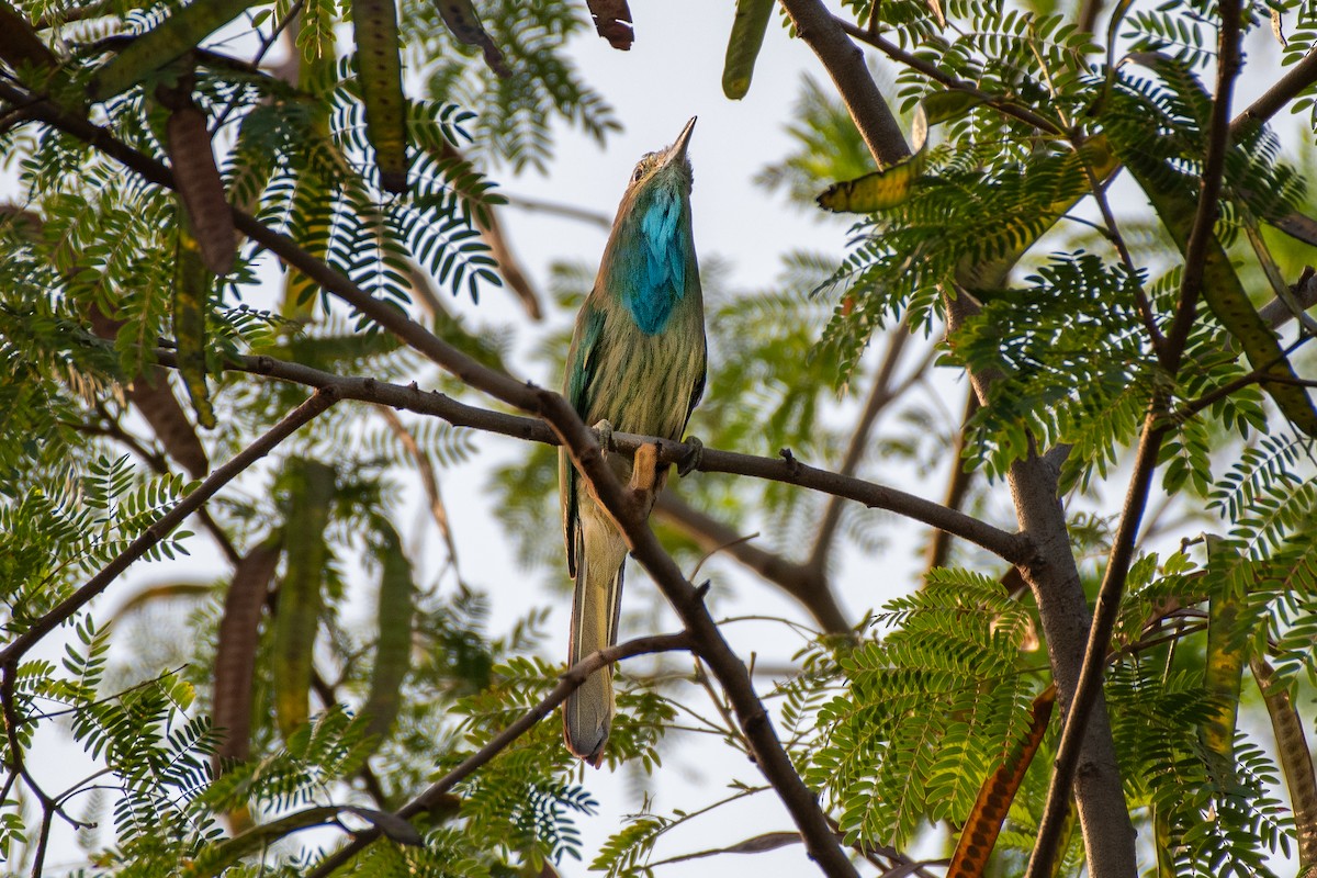 Blue-bearded Bee-eater - ML243924561