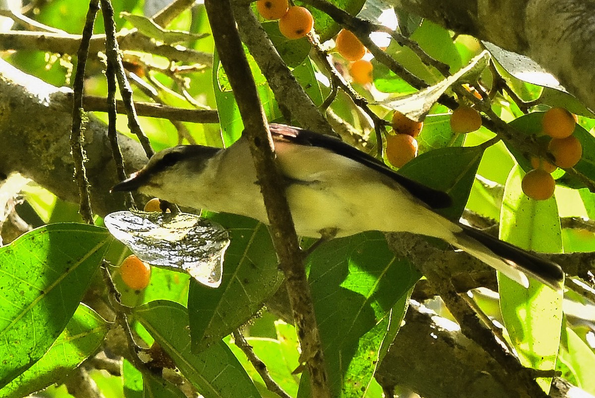 Brown-rumped Minivet - ML24392611