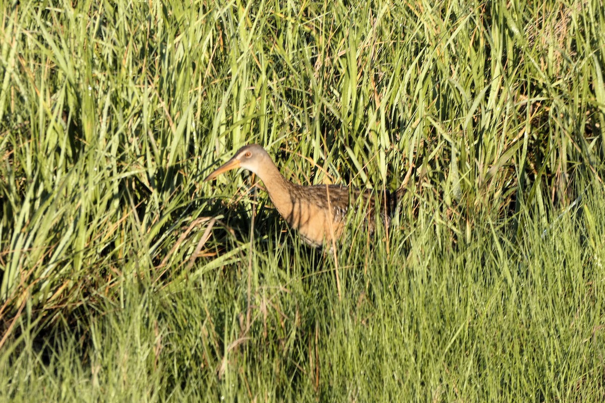 King/Clapper Rail - ML243928811