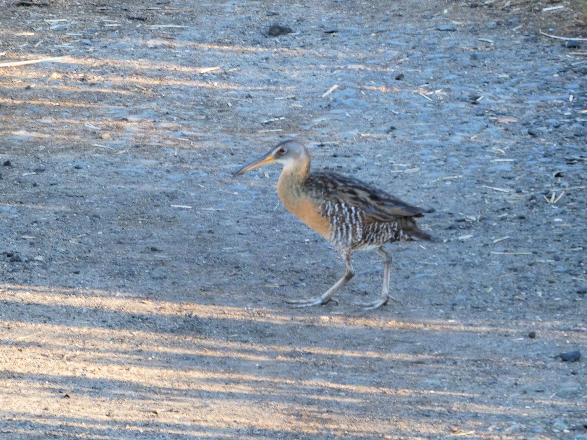 King/Clapper Rail - ML243928831