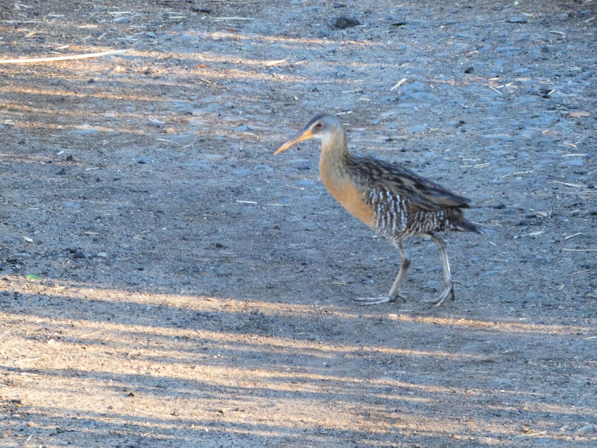King/Clapper Rail - ML243928841