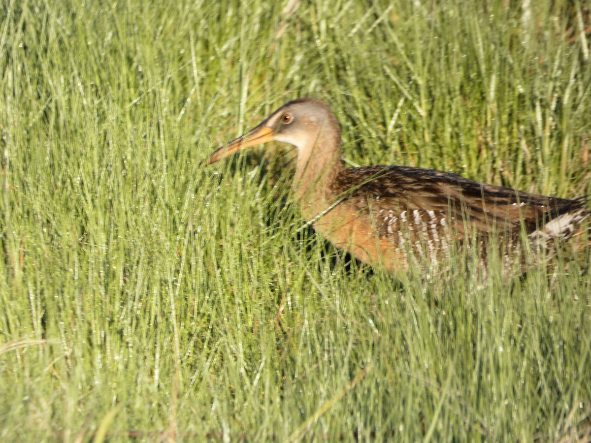King/Clapper Rail - ML243928851