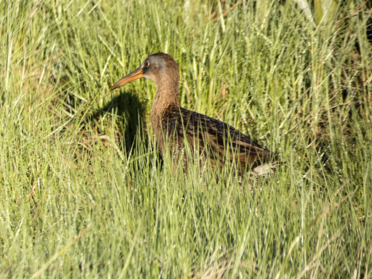 King/Clapper Rail - ML243928861