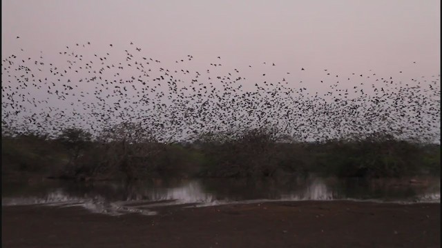 Rosy Starling - ML243929311