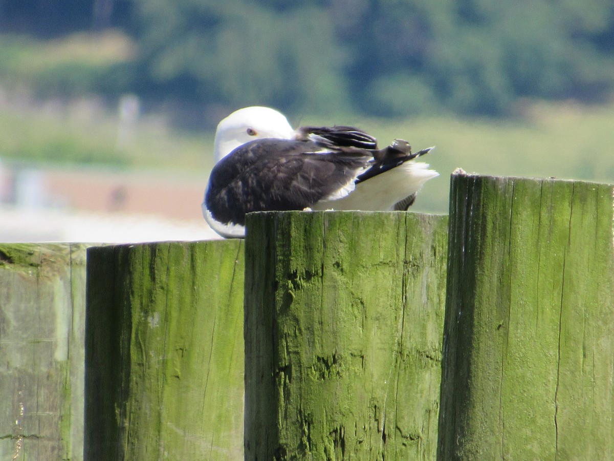 Great Black-backed Gull - ML243930041