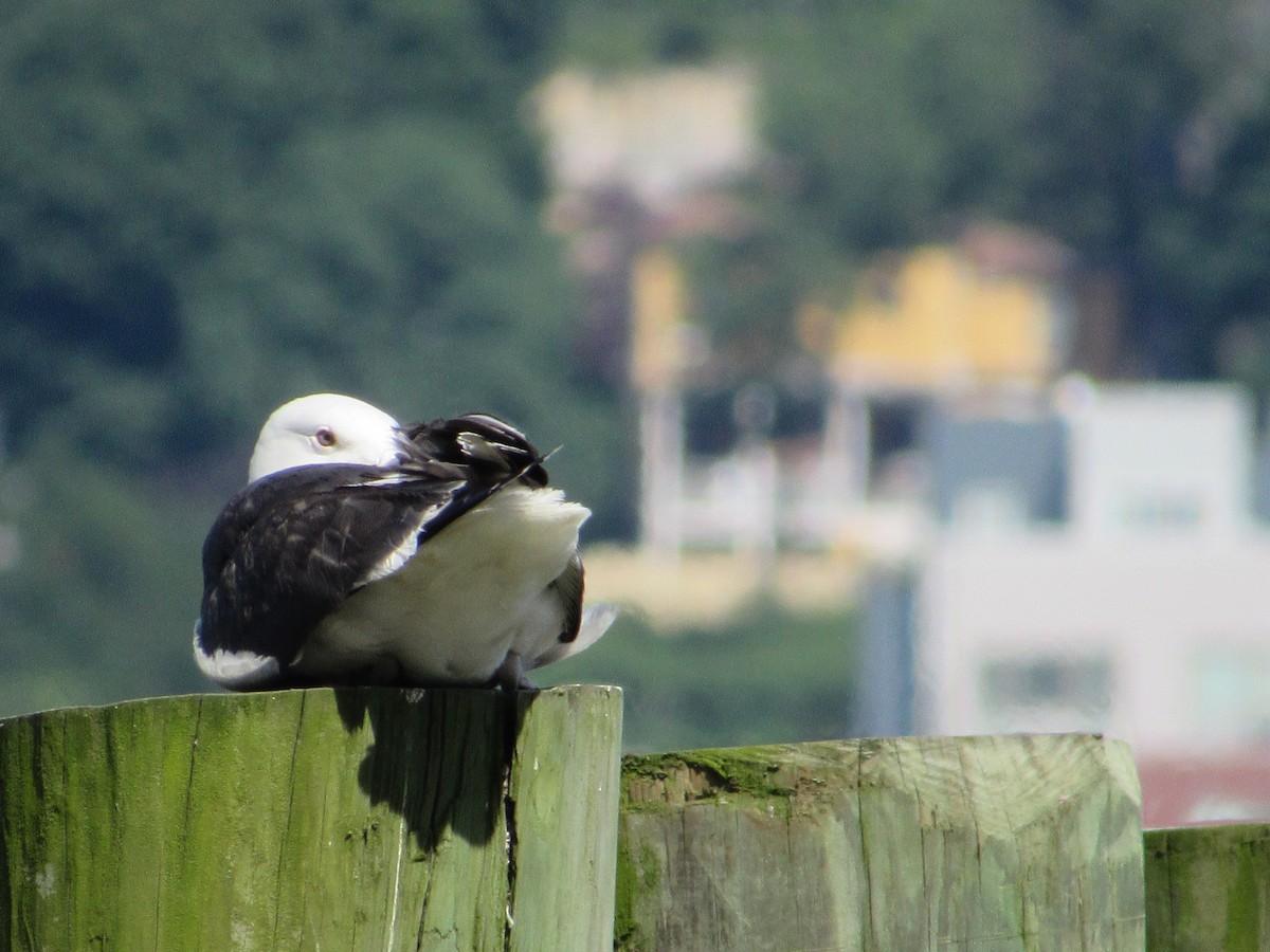 Great Black-backed Gull - ML243930051