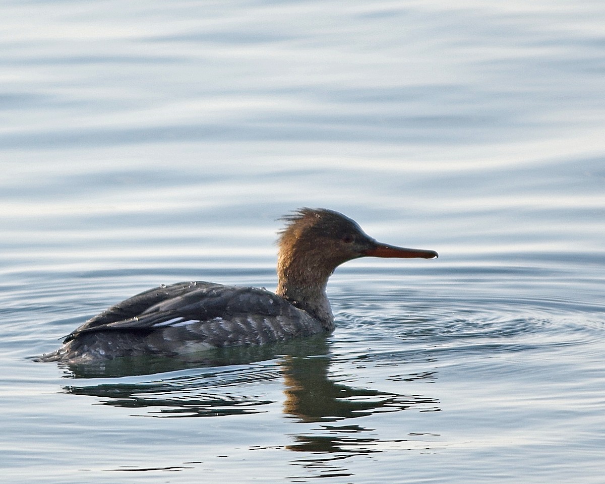 Red-breasted Merganser - ML24393081