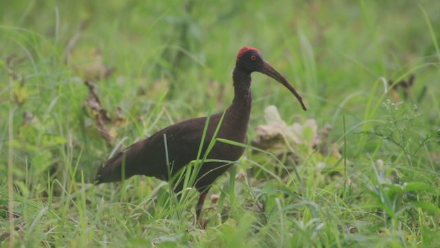 ibis bradavičnatý - ML243931831