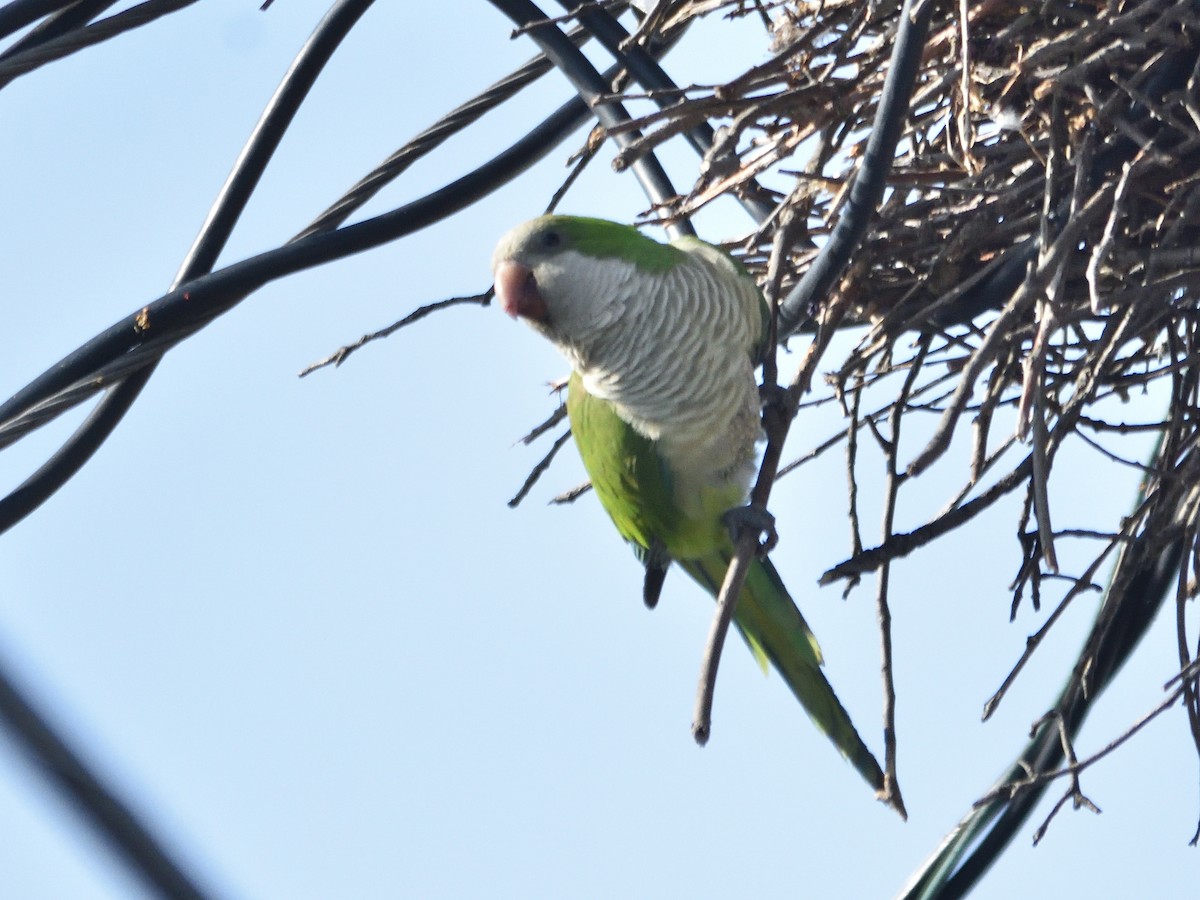 Monk Parakeet - ML243932091