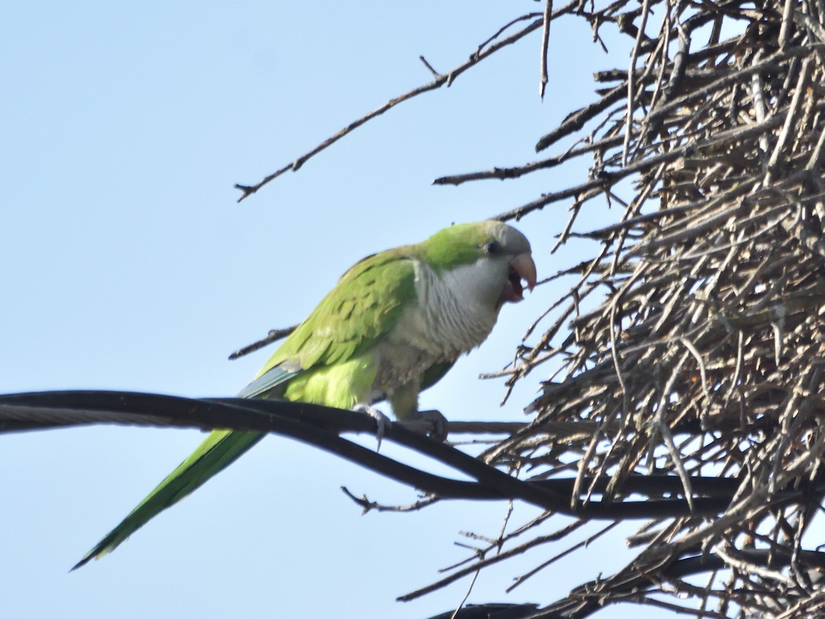 Monk Parakeet - ML243932101