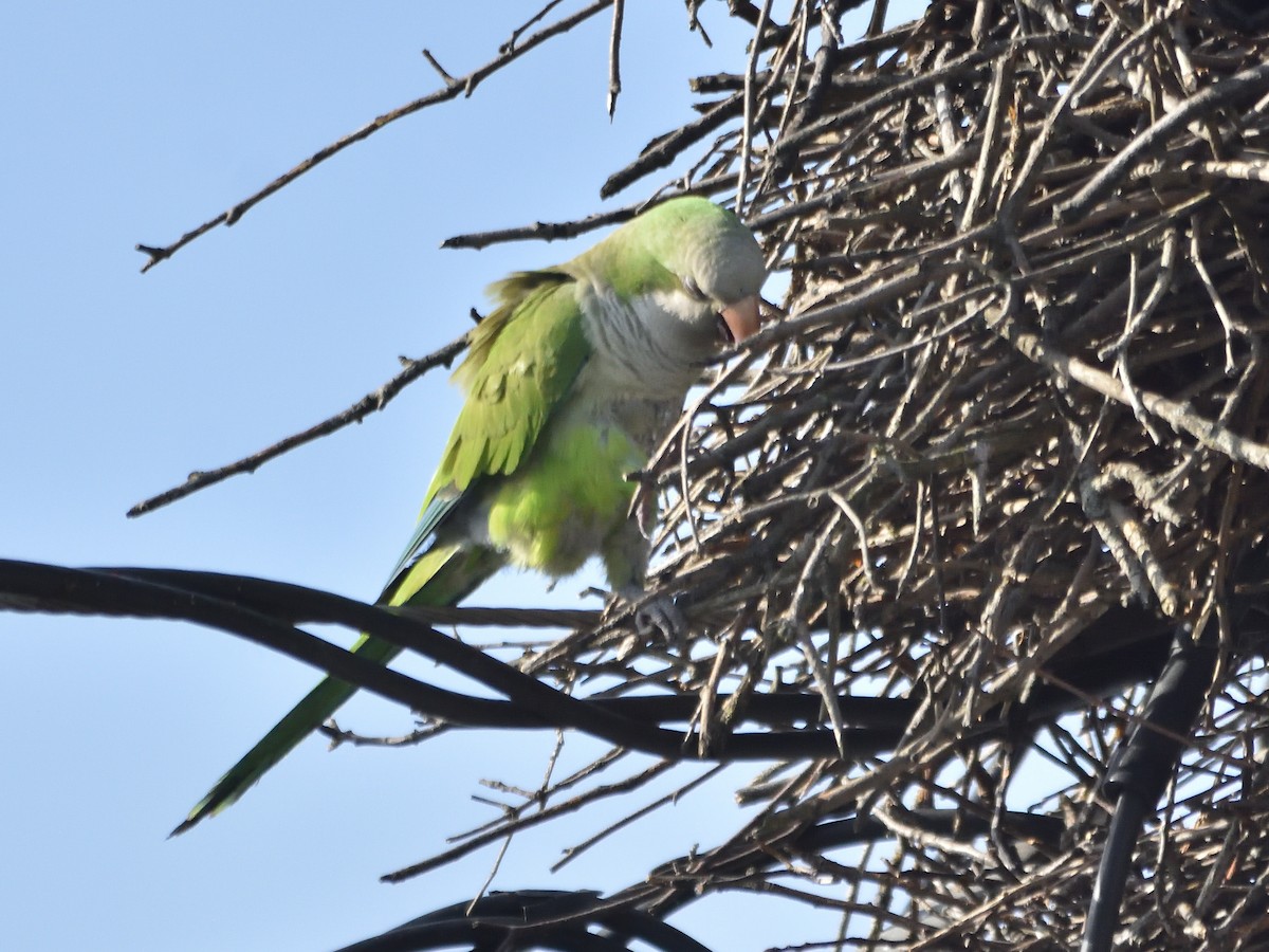 Monk Parakeet - Steven Albert