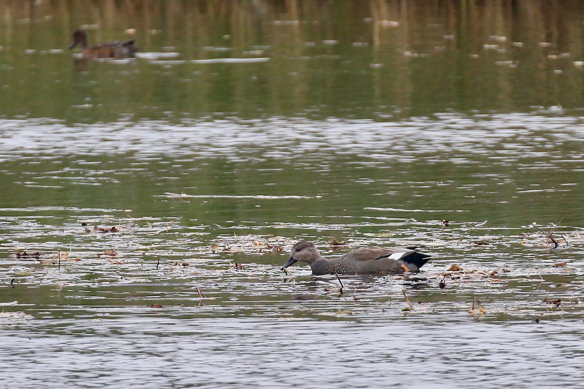 Gadwall - ML243933121