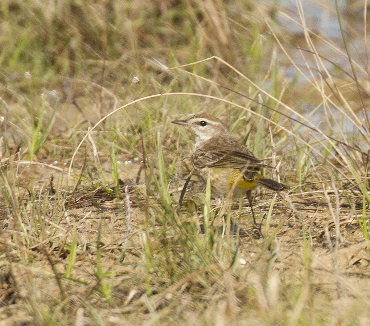 Carolina Wren - ML24393351