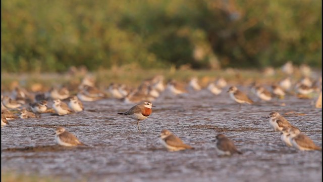 חופמי אסיה - ML243933881