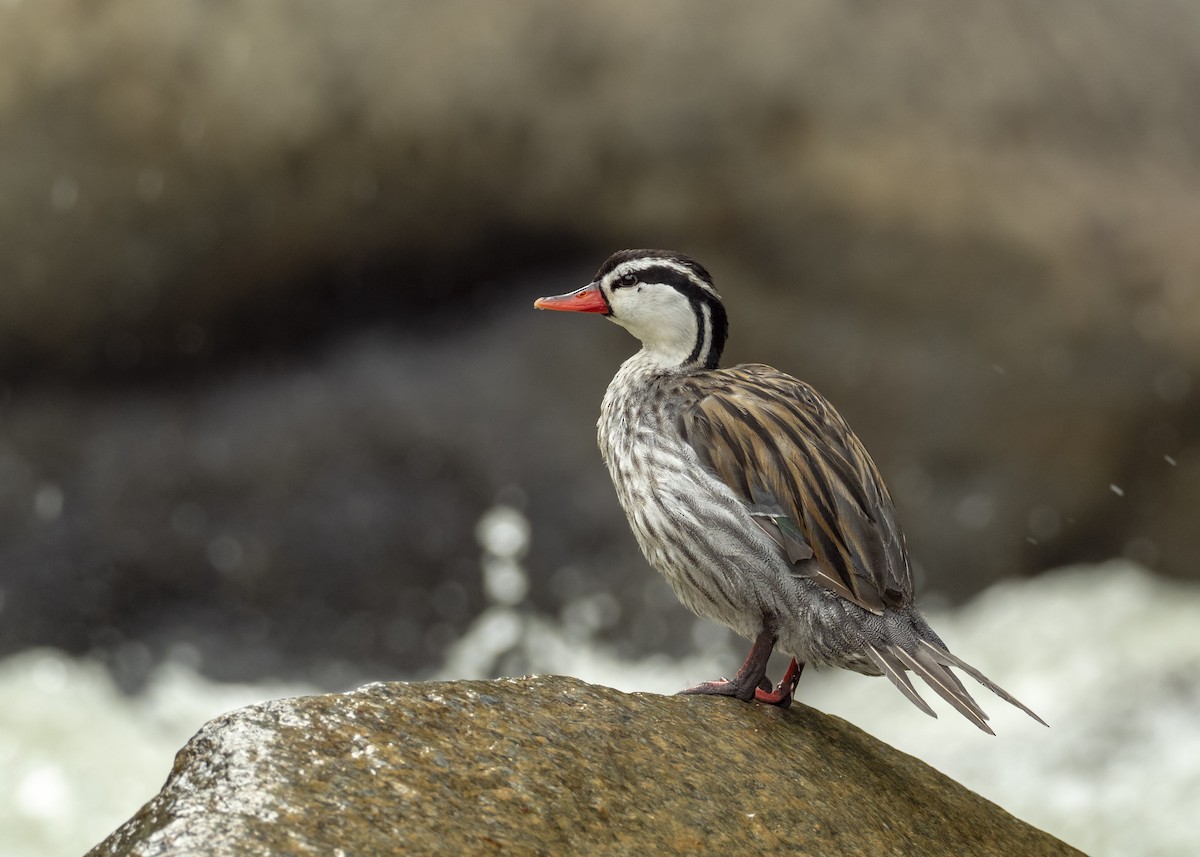 Torrent Duck - Andres Vasquez Noboa